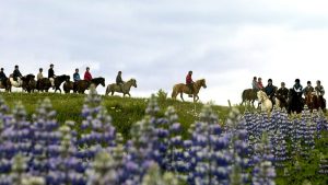 Horseback Riding Tour Laxnes