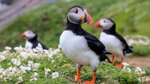 Vestmannaeyjar Day Tour from Reykjavik