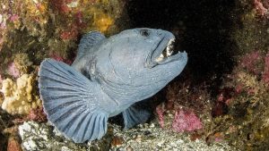 Ocean Diver Day Tour
