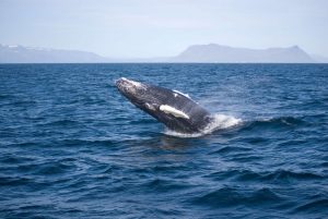 Reykjavík Whale Watching Tour