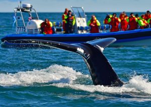 RIB Whale Watching & Puffin Tour Húsavík