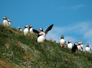 Whale Watching & Puffin Tour from Húsavík
