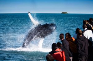 Whale Watching Tour From Húsavík