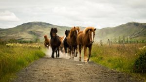 Red Lava Horse Riding Tour from Reykjavik