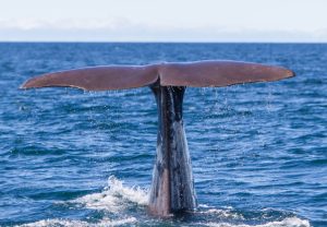 Whale Watching Tour From Ólafsvík