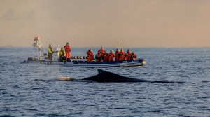 Midnight Whales Express in Akureyri